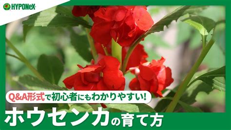 ホウセンカ 摘心|ほうせんかの育て方｜住友化学園